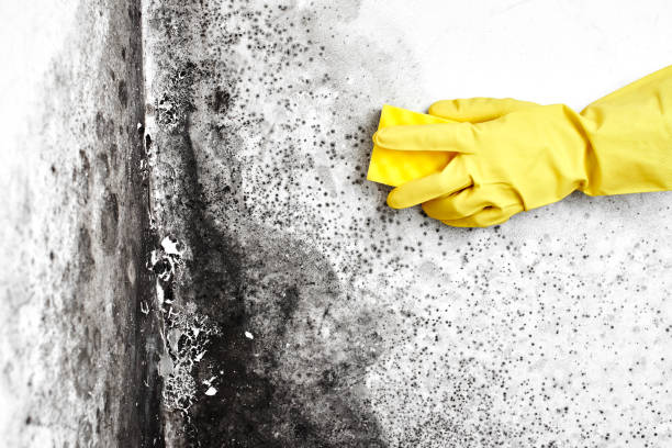 Trusted Monrovia, IN Mold Removal Experts