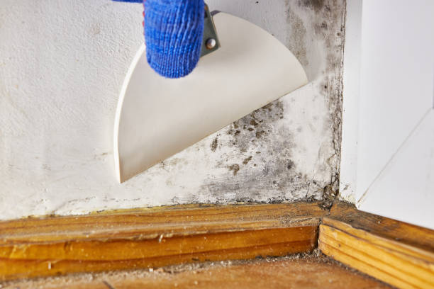Best Crawl Space Mold Remediation  in Monrovia, IN